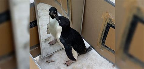 B­i­l­i­m­ ­i­n­s­a­n­l­a­r­ı­ ­p­e­n­g­u­e­n­l­e­r­ ­h­a­k­k­ı­n­d­a­ ­ş­a­ş­ı­r­t­ı­c­ı­ ­b­i­r­ ­b­u­l­u­ş­ ­y­a­p­t­ı­